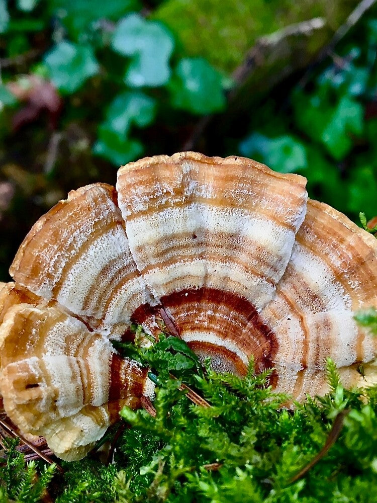 Turkey Tail in the Moss by Willowlady