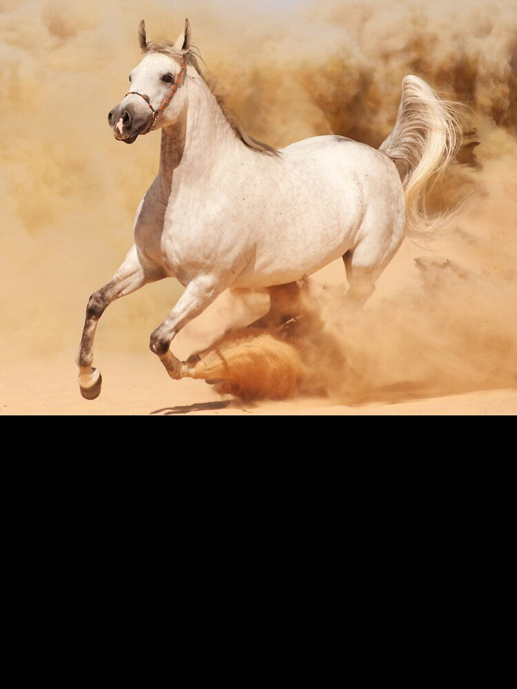Running Horse, horse portrait by zero-g