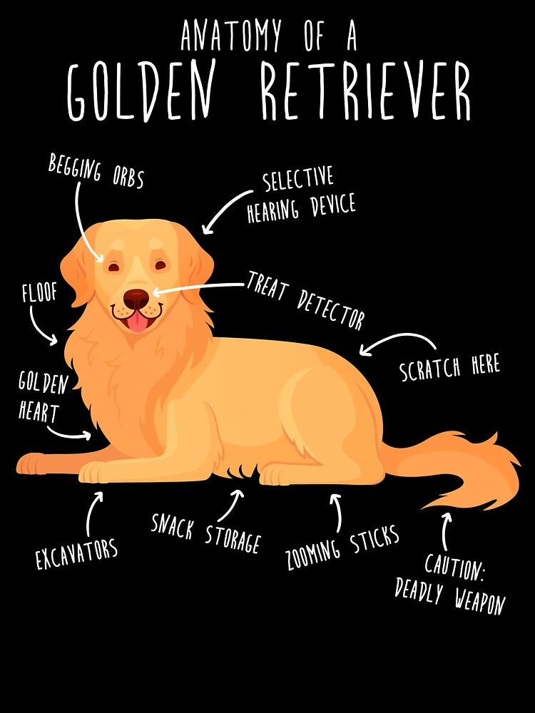 Anatomy of a Golden Retriever by Clara Hollins
