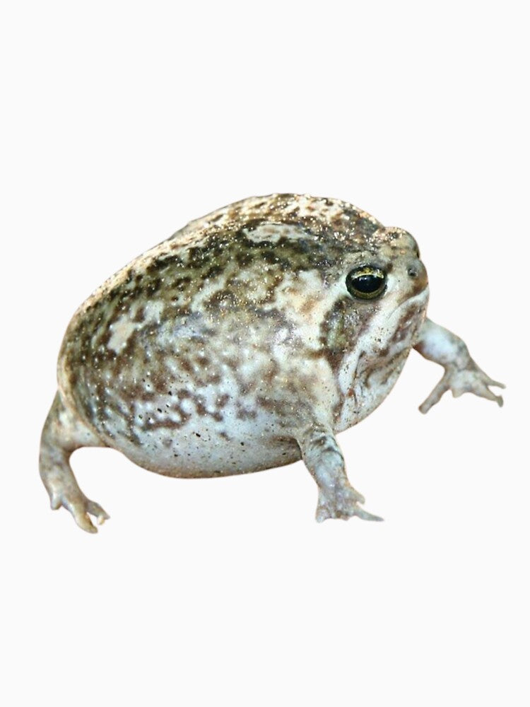 phat frog by hannah <3