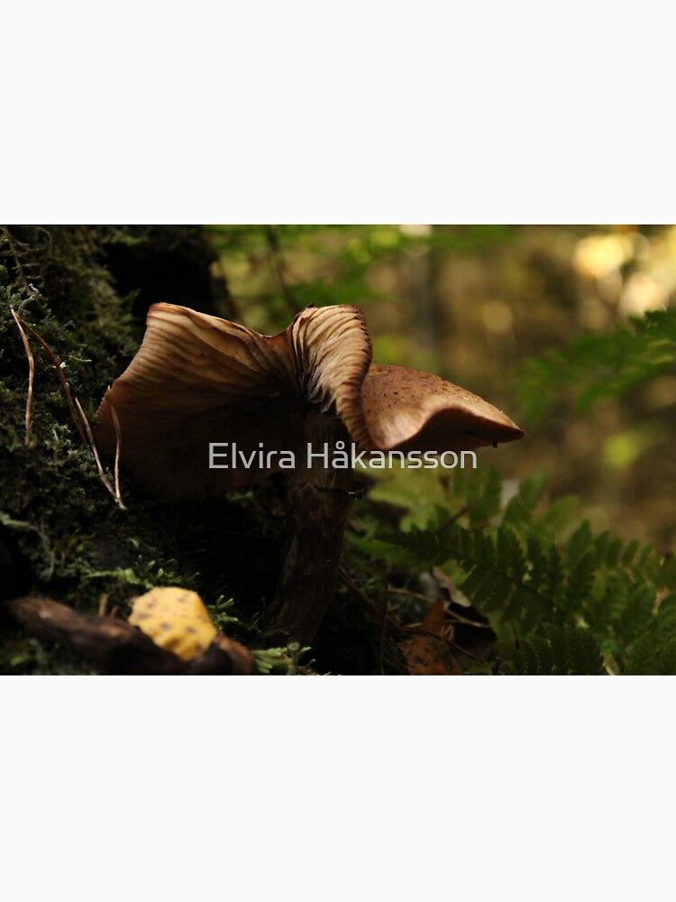 Mushroom on a tree by elvirahphoto