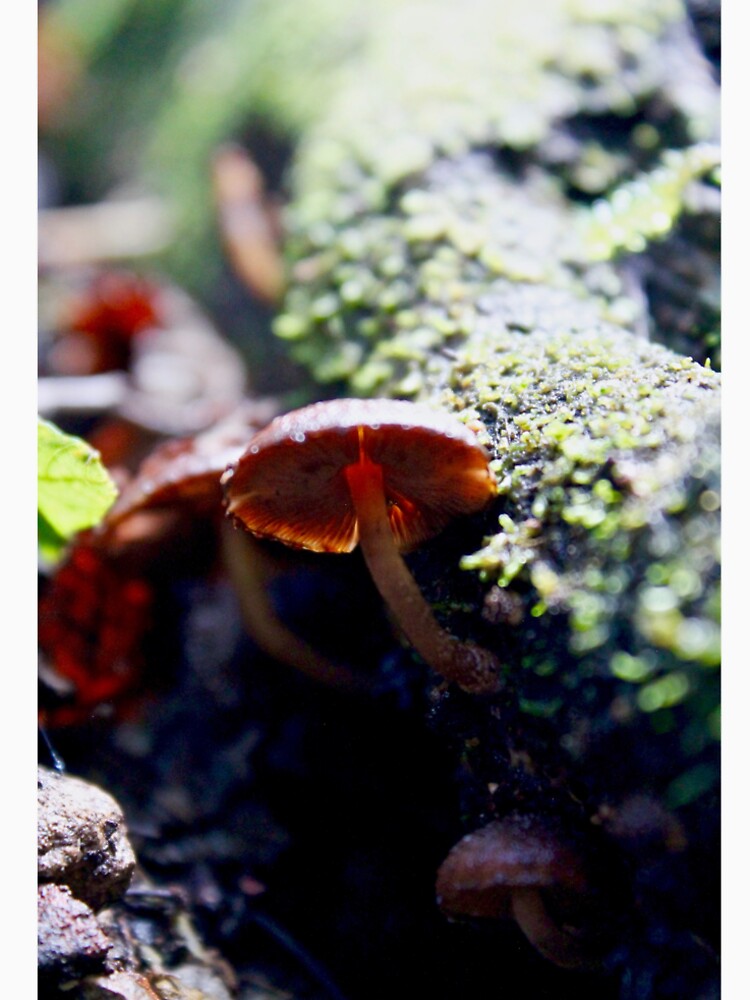 mushroom 4 by mjoffe