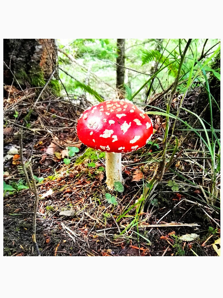 Scottish mushroom by JessicaHydro