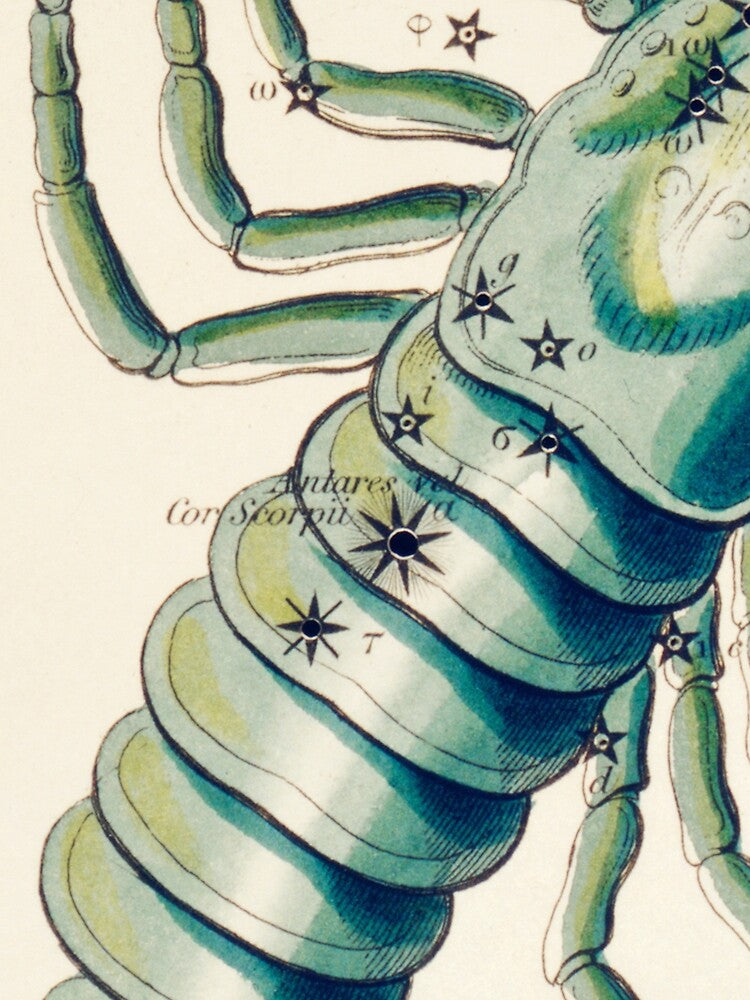 Scorpio Zodiac Sign by SFTStudio
