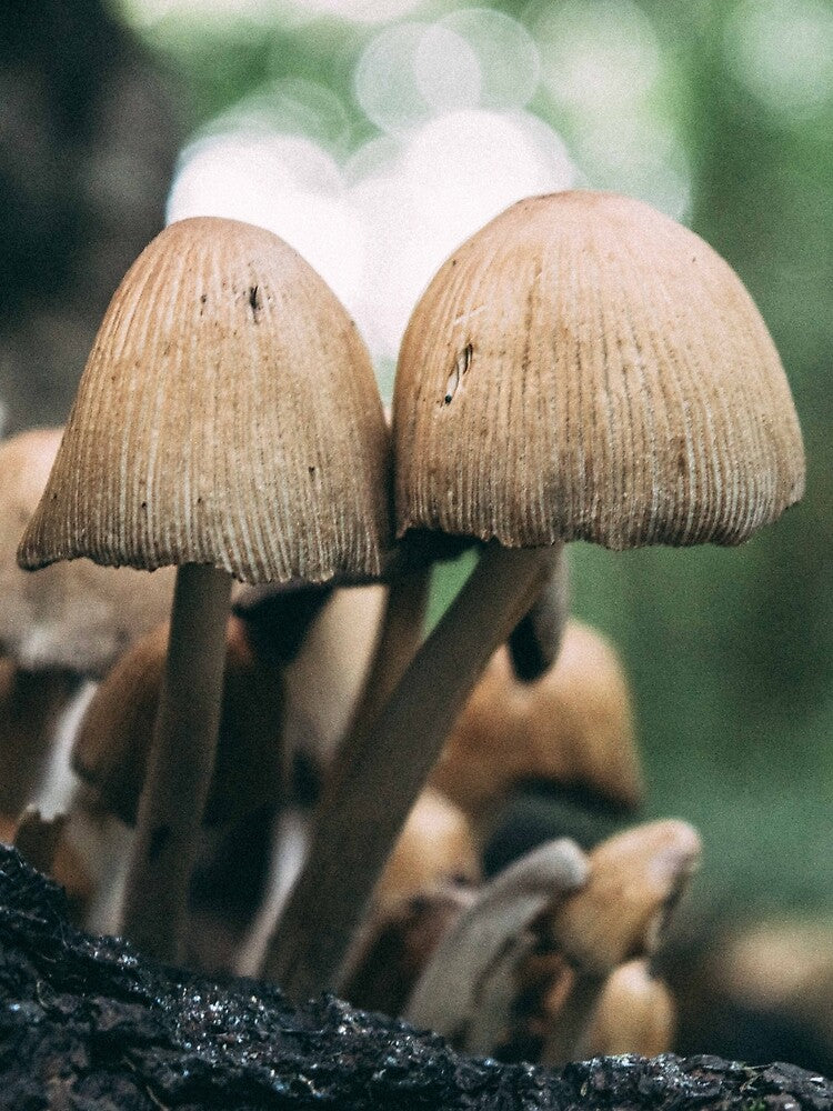 Mystical Mushroom by TJPhotography97