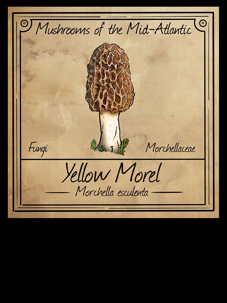 Mushrooms of the Mid-Atlantic: Yellow Morel Mushroom by Cherie Brunetti