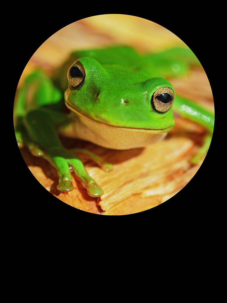 Colorful Modern Green Frog Photo Portrait by MakiMak