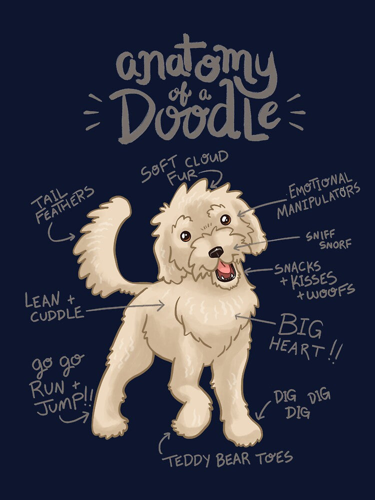 Anatomy of a Doodle by showersnack