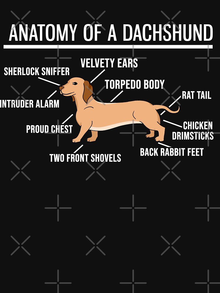 Anatomy Of A Dachshund - Cute Funny Dog Puppy by PrintPress