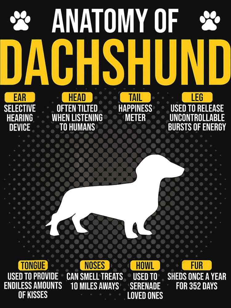 Anatomy Of A Dachhshund Funny Dog by MarkHudson78