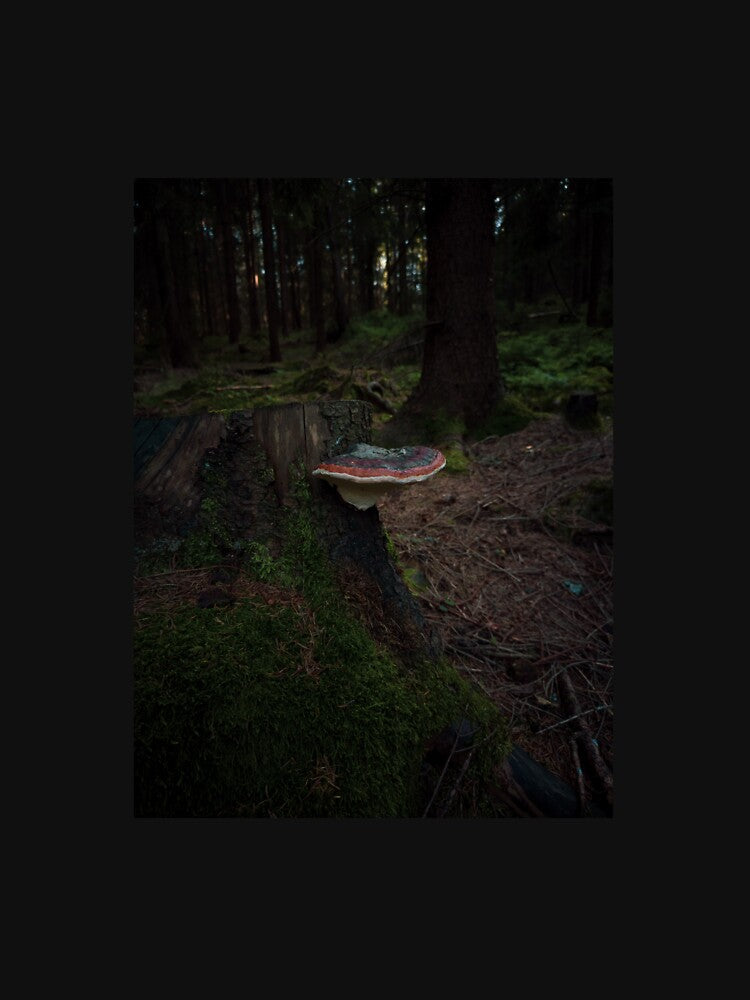 Moody Forest Mushroom Photography Nature Wall Art by Kapsula2023