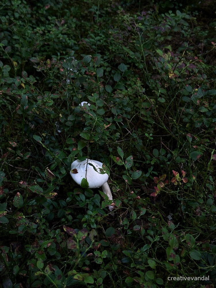 Hidden White Mushroom in Forest by creativevandal