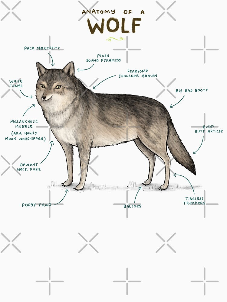 Anatomy of a Wolf by SophieCorrigan