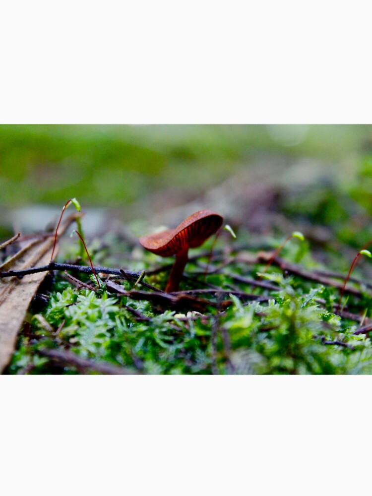 mushrooms 5 by mjoffe