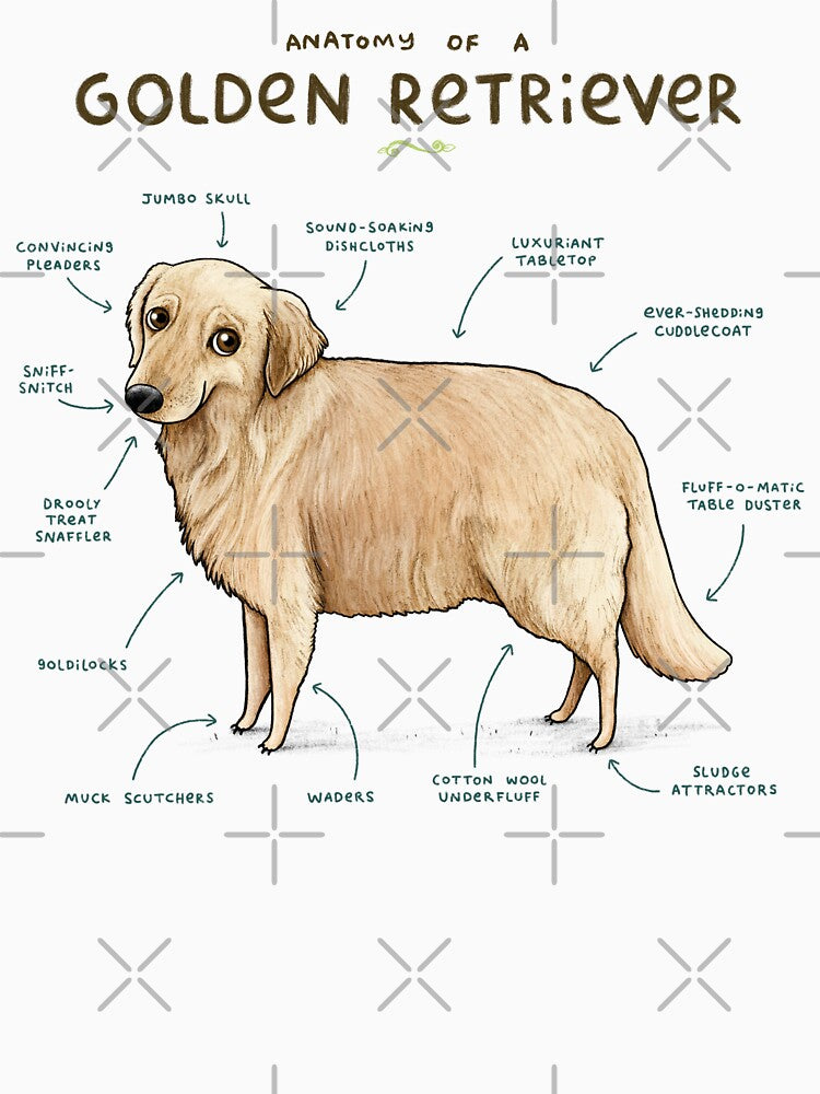 Anatomy of a Golden Retriever by SophieCorrigan