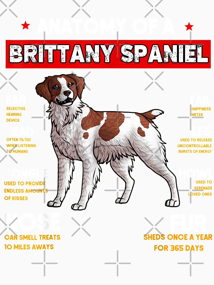 Anatomy Of A Brittany Spaniel Dogs Lovers by GillesBoffrand