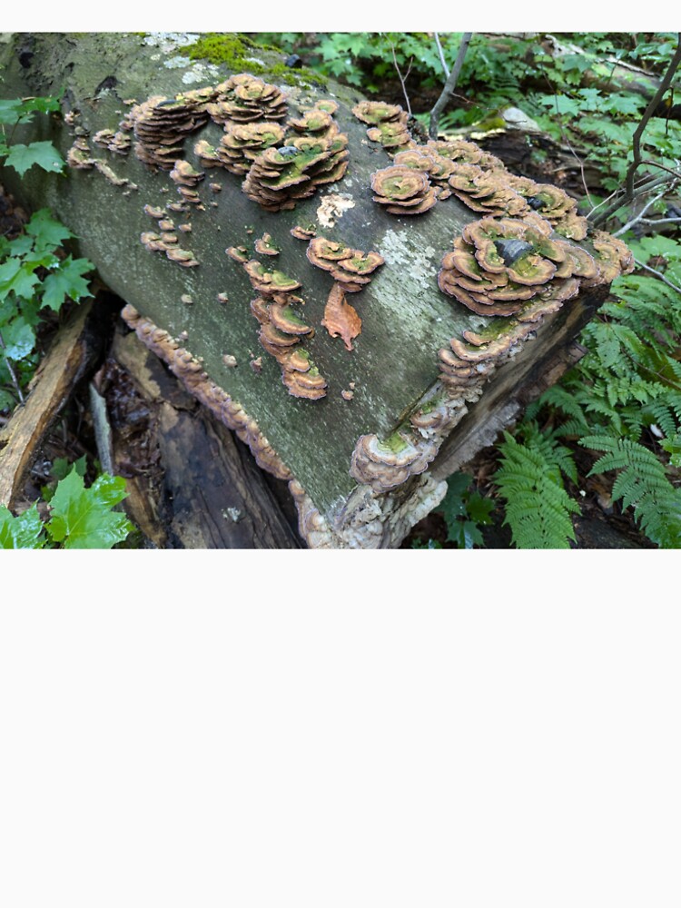 Turkey Tail Mushrooms by Photogenic Snap