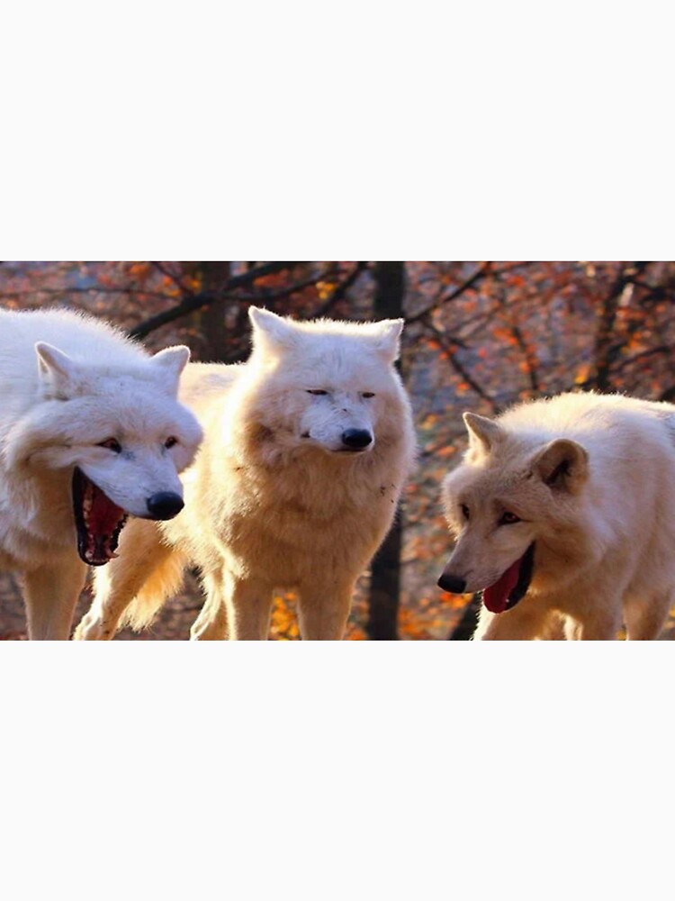 Laughing wolves meme by BrentVergote