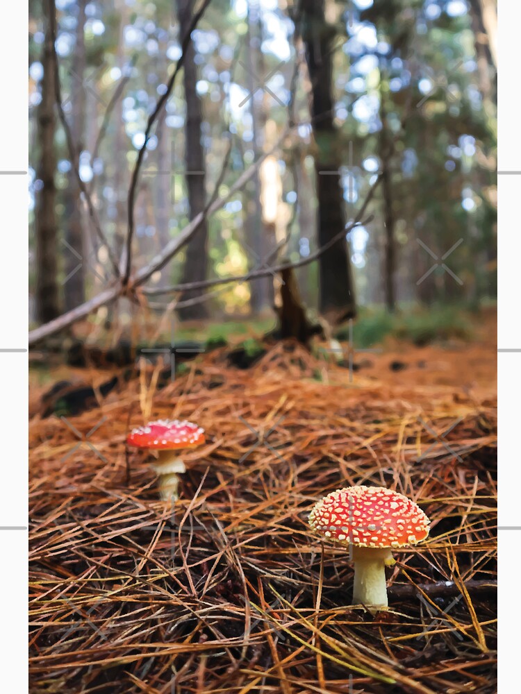 Amanita Muscaria Mushrooms in Pine Forest at Golden Hour by Maddy the Maker