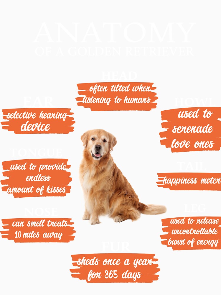 Anatomy Of A Golden Retriever Funny Anatomy Retro Dog Lover by shoppnow1